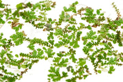 Green Azolla Caroliniana aquatic plant from IS, showing dense floating foliage ideal for pond and aquarium ecosystems.