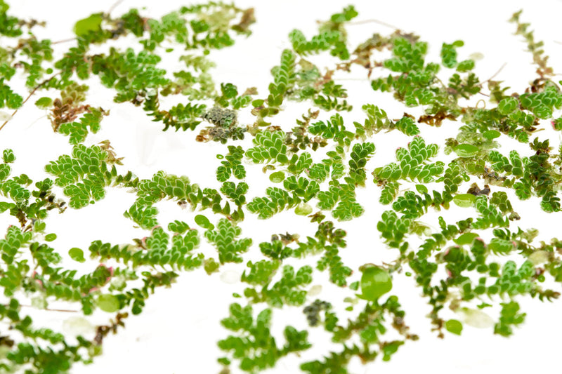 Green Azolla Caroliniana aquatic plant from IS, showing dense floating foliage ideal for pond and aquarium ecosystems.