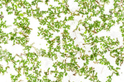 Healthy Azolla Caroliniana aquatic plant from IS, showing vibrant green floating fern with delicate fronds on water surface.