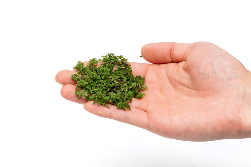 Healthy Azolla Caroliniana aquatic plant from IS, featuring bright green, feathery fronds ideal for pond or aquarium ecosystems.