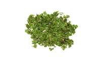 Healthy Azolla Caroliniana aquatic plant from IS, featuring vibrant green floating foliage ideal for pond and water garden tanks.