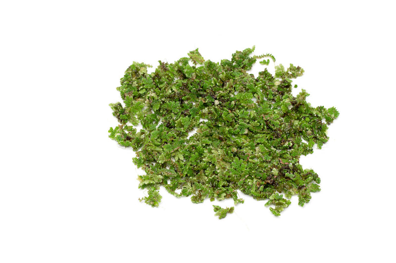 Healthy Azolla Caroliniana aquatic plant from IS, featuring vibrant green floating foliage ideal for pond and water garden tanks.