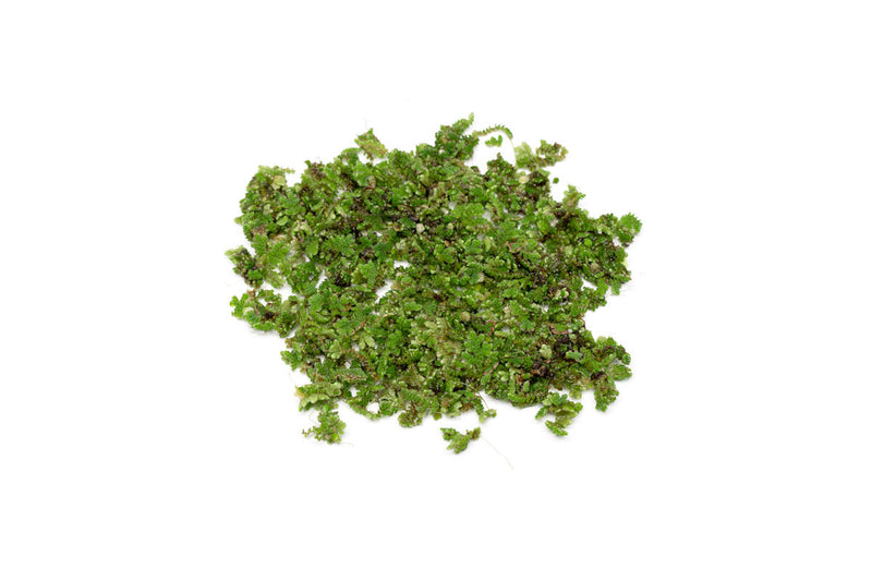 Healthy Azolla Caroliniana aquatic plant from IS, showing vibrant green fern-like leaves floating on water surface.