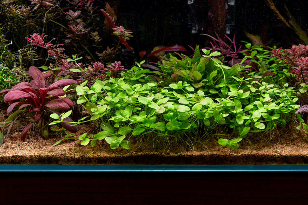 Bacopa Australis