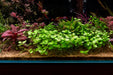 Bacopa Australis