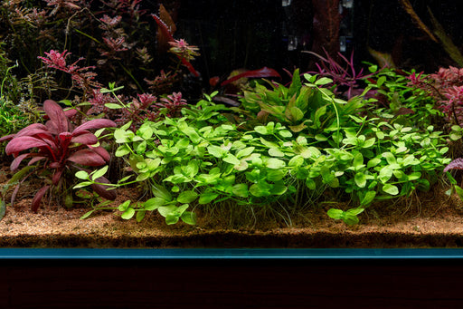 Bacopa Australis