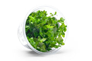 Bacopa Caroliniana Aquatic Farmer Tissue Culture Aquatic Plant - Buce Plant