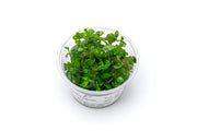 Bacopa Caroliniana Aquatic Farmer Tissue Culture Aquatic Plant - Buce Plant