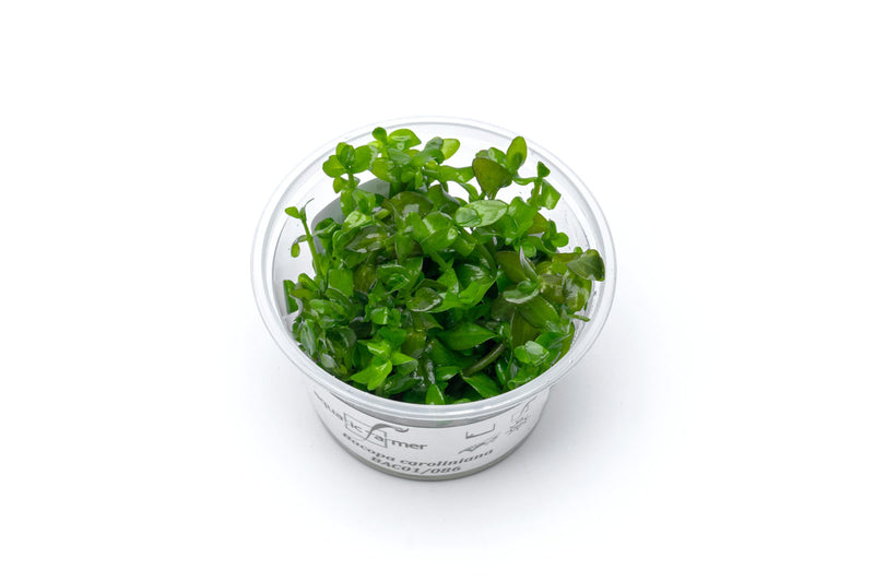 Bacopa Caroliniana Aquatic Farmer Tissue Culture Aquatic Plant - Buce Plant