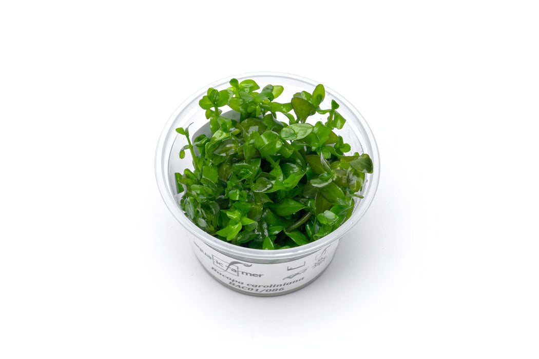 Healthy Bacopa Caroliniana aquatic plant tissue culture from Aquatic Farmer, showcasing lush green foliage suitable for freshwater aquariums.