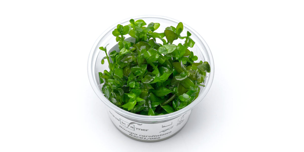 AQUA ART Bacopa caroliniana