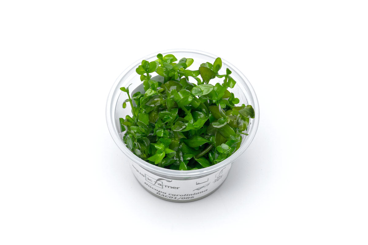 bacopa plant in pots Bacopa Caroliniana Aquatic Farmer Tissue Culture