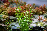 Dutch Stem Plant Pack Aquatic Plant - Buce Plant