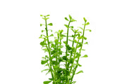 Bacopa Monnieri Aquatic Plant - Buce Plant