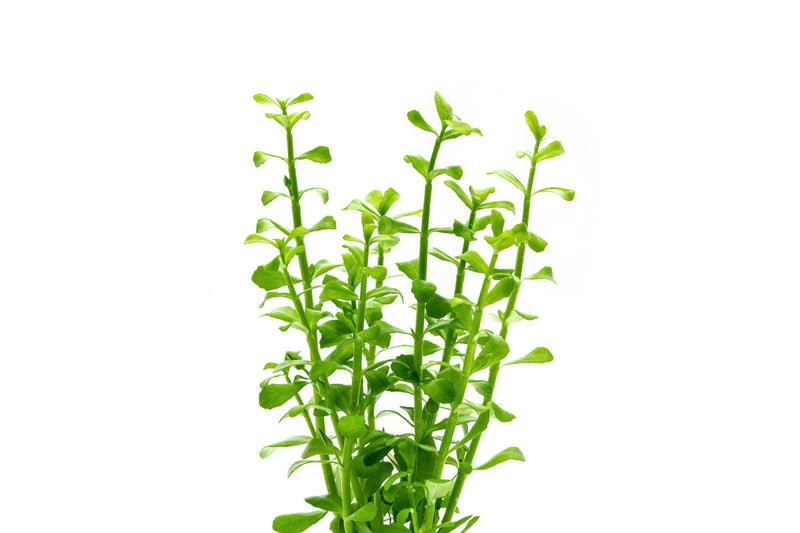 Bacopa Monnieri Aquatic Plant - Buce Plant