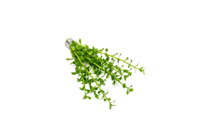 Bacopa Monnieri Aquatic Plant - Buce Plant