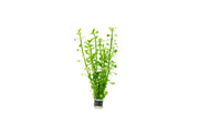 Bacopa Monnieri Aquatic Plant - Buce Plant