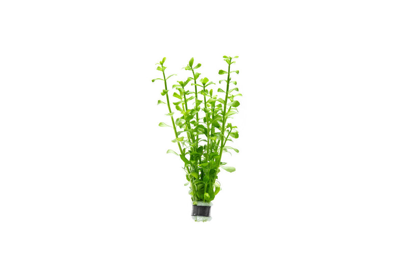 Bacopa Monnieri Aquatic Plant - Buce Plant