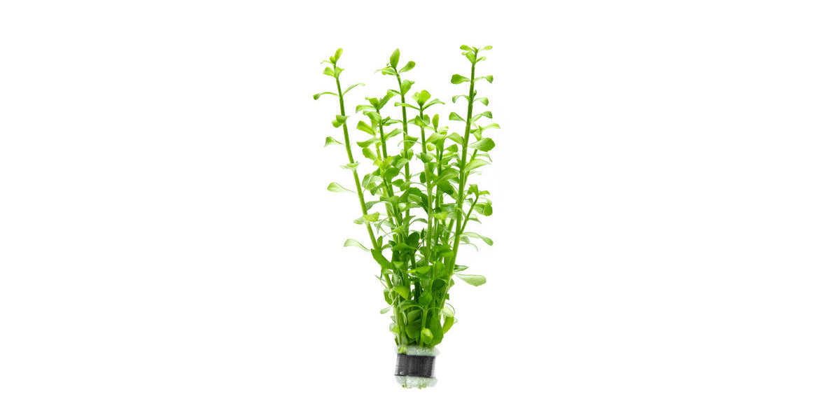 can we grow money plant in aquarium Bacopa Monnieri Aquarium Plant