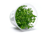 Bacopa Monnieri Aquatic Farmer Tissue Culture Aquatic Plant - Buce Plant