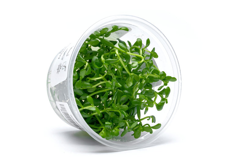 Bacopa Monnieri Aquatic Farmer Tissue Culture Aquatic Plant - Buce Plant