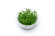 Bacopa Monnieri Aquatic Farmer Tissue Culture Aquatic Plant - Buce Plant