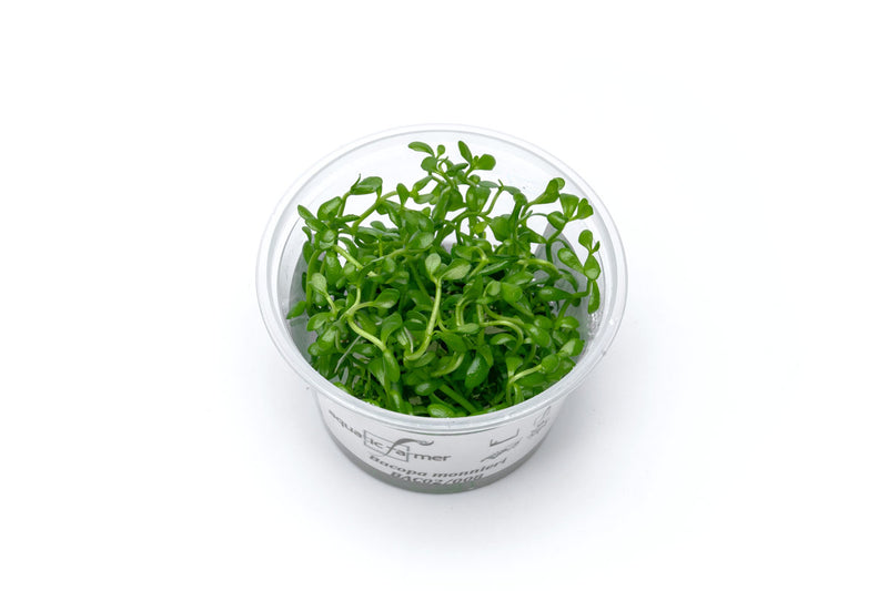 Bacopa Monnieri Aquatic Farmer Tissue Culture Aquatic Plant - Buce Plant