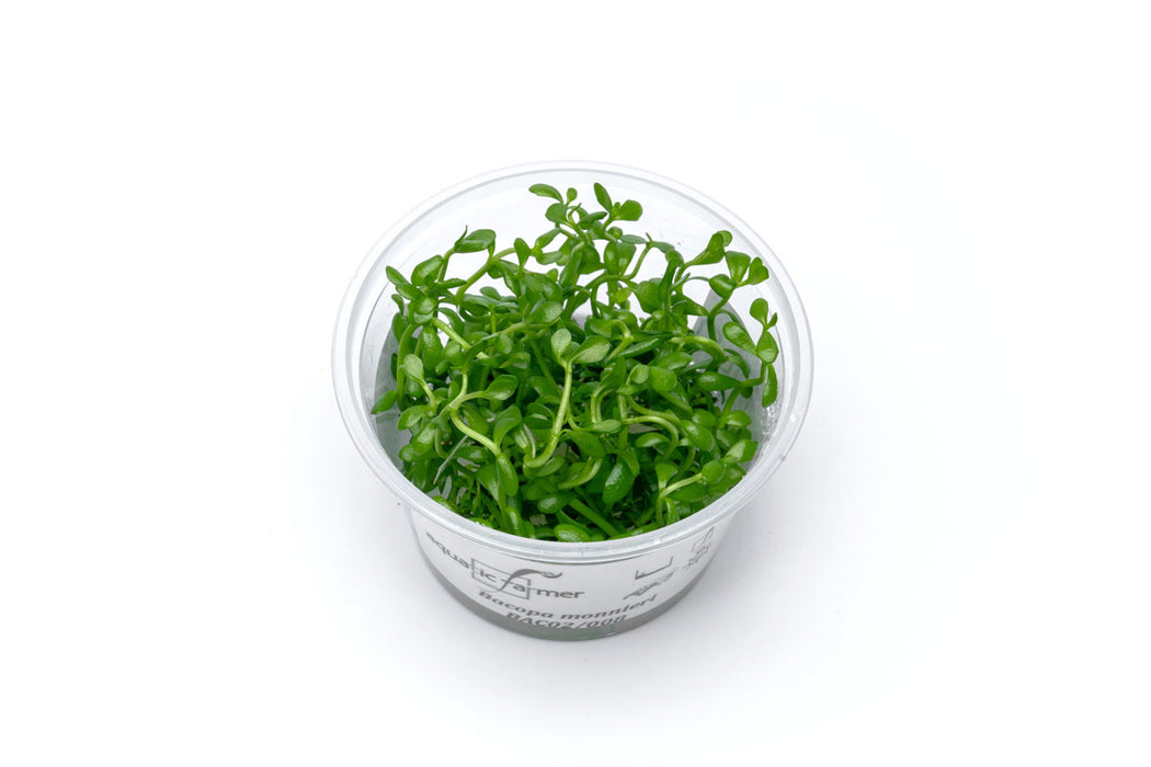 succulent tissue Bacopa Monnieri Aquatic Farmer Tissue Culture