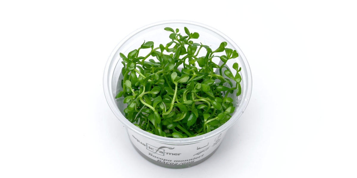 plant tissue culture Bacopa Monnieri Aquatic Farmer Tissue Culture