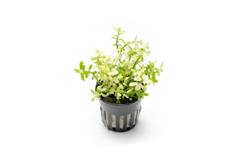 Bacopa Monnieri Platinum Aquatic Plant - Buce Plant