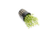 Bacopa Monnieri Platinum Aquatic Plant - Buce Plant