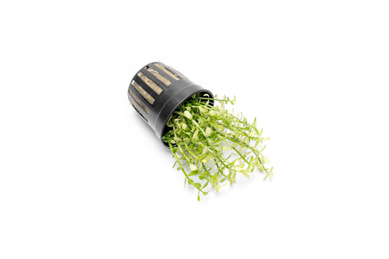 Bacopa Monnieri Platinum Aquatic Plant - Buce Plant