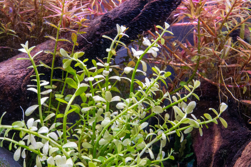 Bacopa Monnieri Platinum Aquatic Plant - Buce Plant