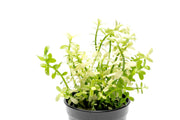 Bacopa Monnieri Platinum Aquatic Plant - Buce Plant