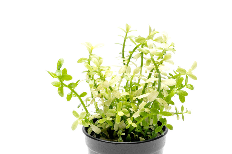 Bacopa Monnieri Platinum Aquatic Plant - Buce Plant