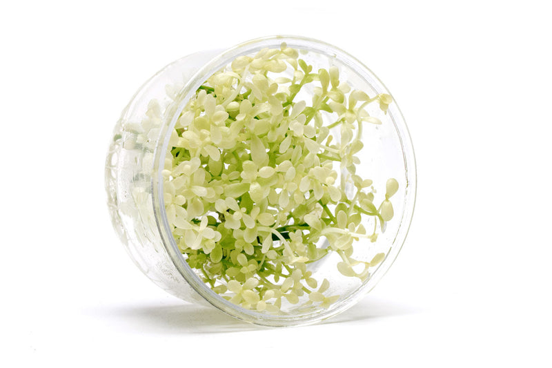 Bacopa Monnieri Platinum UNS Tissue Culture Aquatic Plant - Buce Plant