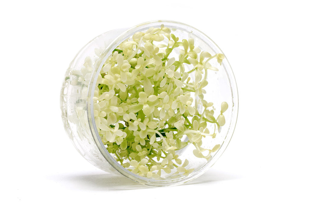 bacopa plant seeds Bacopa Monnieri Platinum Aquarium Plant
