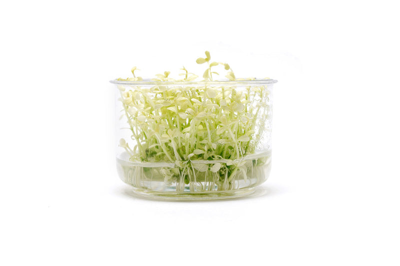 Bacopa Monnieri Platinum UNS Tissue Culture Aquatic Plant - Buce Plant