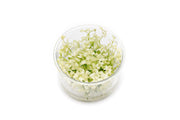 Bacopa Monnieri Platinum UNS Tissue Culture Aquatic Plant - Buce Plant