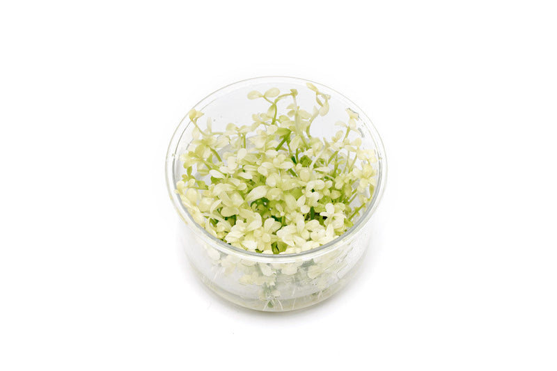 Bacopa Monnieri Platinum UNS Tissue Culture Aquatic Plant - Buce Plant