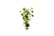 Bacopa Salzmannii Purple Aquatic Plant - Buce Plant