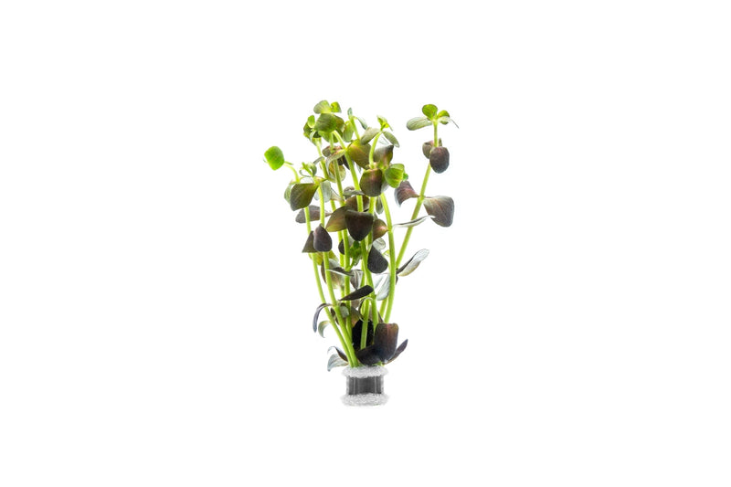 Bacopa Salzmannii Purple Aquatic Plant - Buce Plant