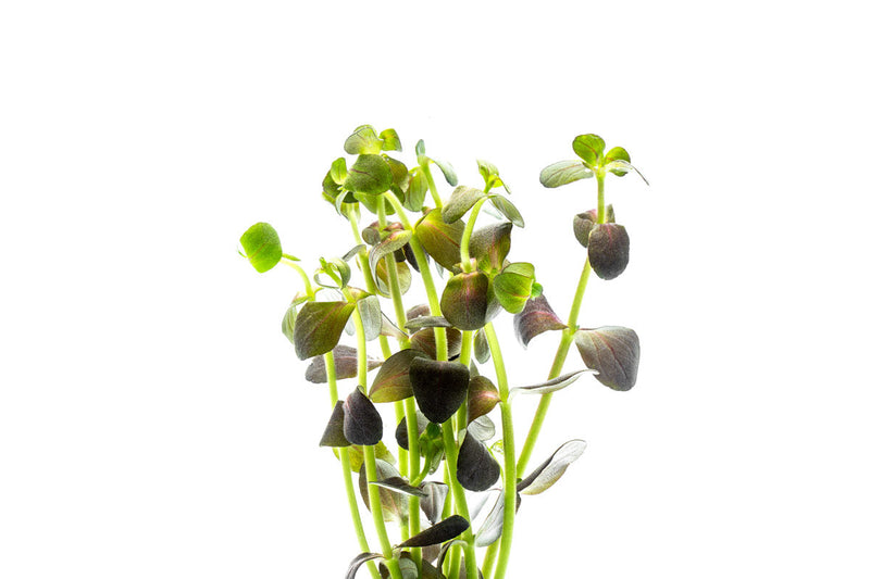 Bacopa Salzmannii Purple Aquatic Plant - Buce Plant