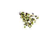 Bacopa Salzmannii Purple Aquatic Plant - Buce Plant