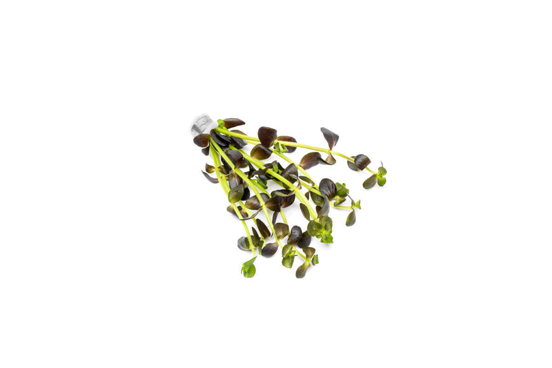 Bacopa Salzmannii Purple Aquatic Plant - Buce Plant