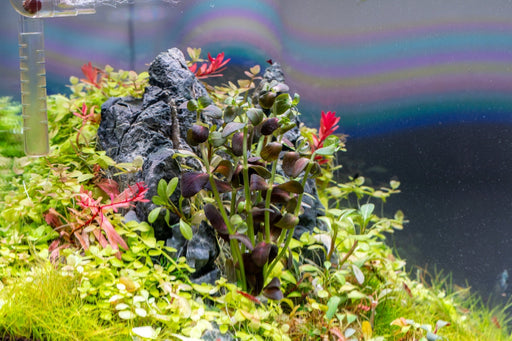 IS Bacopa Salzmannii Purple aquatic plant with vibrant purple leaves and green stems for freshwater aquariums.