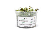 Bacopa Salzmannii Purple Aquatic Farmer Tissue Culture Aquatic Plant - Buce Plant