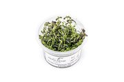 Bacopa Salzmannii Purple Aquatic Farmer Tissue Culture Aquatic Plant - Buce Plant