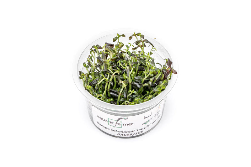 Bacopa Salzmannii Purple Aquatic Farmer Tissue Culture Aquatic Plant - Buce Plant