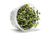 Bacopa Salzmannii Purple Aquatic Farmer Tissue Culture Aquatic Plant - Buce Plant